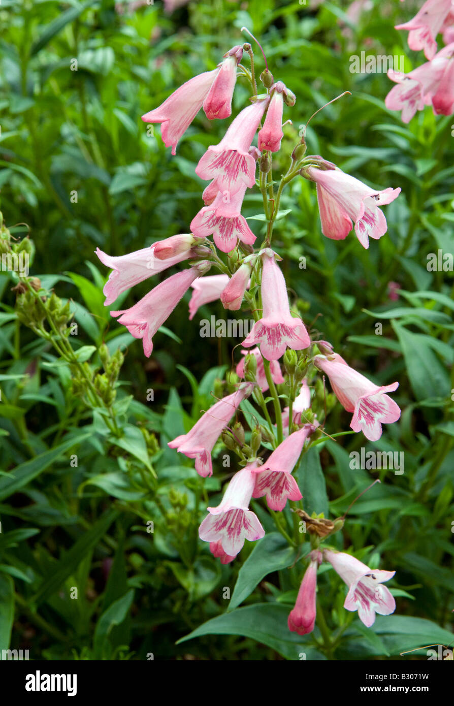 Penstemon scrophulariaceae `Apple Blossom` Stock Photo